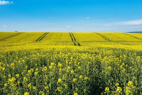 Rapsfeld — Stockfoto