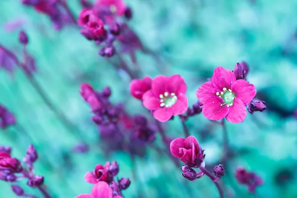 Beautiful spring flowers in abstract color tone — Stock Photo, Image