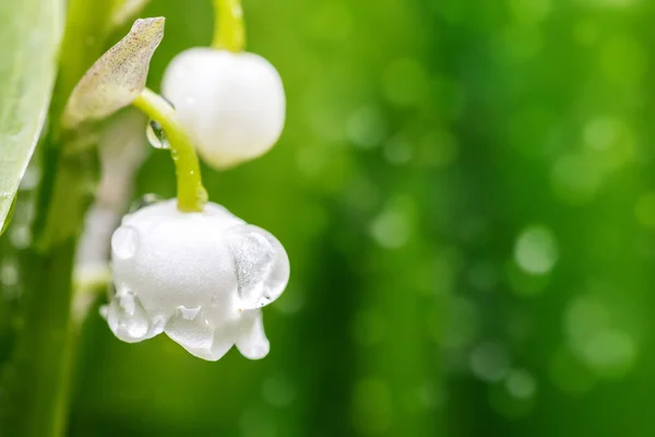 Blommande liljekonvalj i vårträdgården — Stockfoto