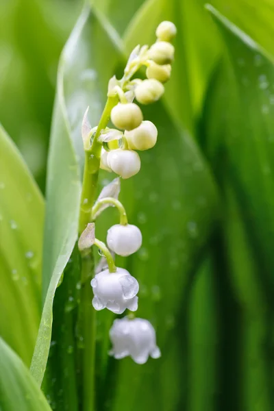 Blommande liljekonvalj i vårträdgården — Stockfoto