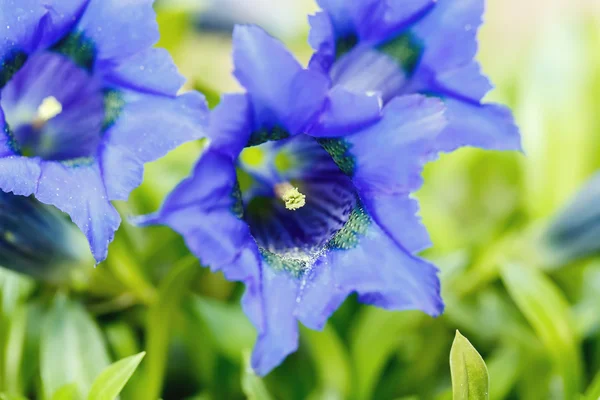 トランペット リンドウ青い春の花の庭 — ストック写真