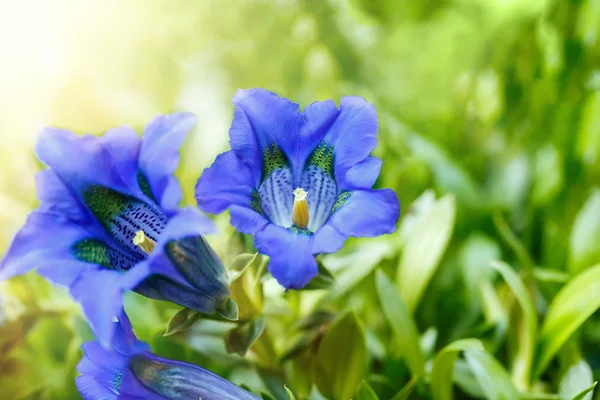 Trompete Entiana blaue Frühlingsblume im Garten — Stockfoto