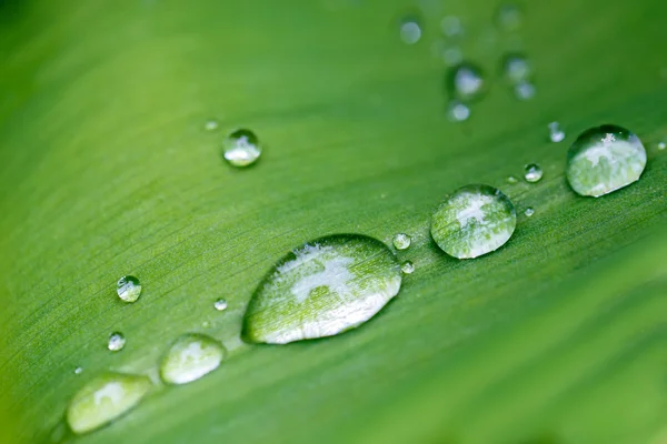 Rain drops on flower leaf close up — Stock Photo, Image