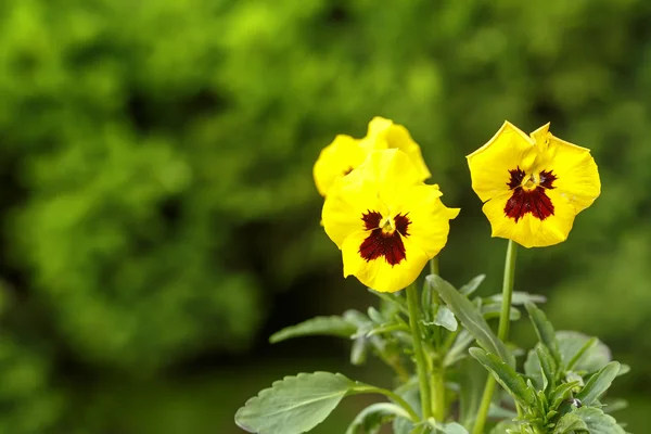 Κίτρινα λουλούδια πανσές — Φωτογραφία Αρχείου