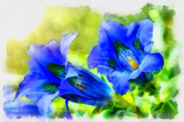 trompet gentiana mavi bahar Çiçek bahçesinde çizimi
