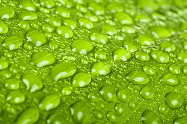 Gouttes d'eau sur feuille de plante verte — Photo