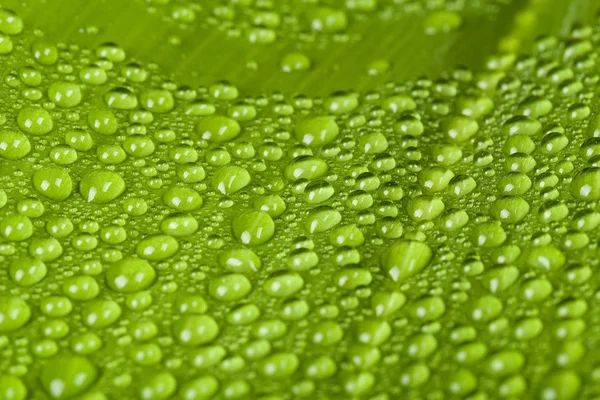 Wassertropfen auf grünem Pflanzenblatt — Stockfoto