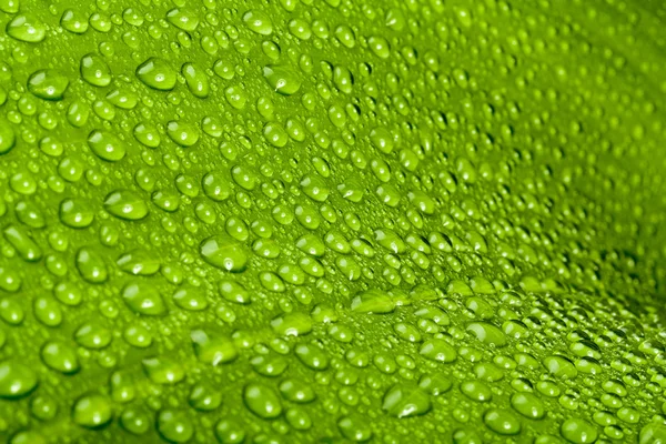 Wassertropfen auf grünem Pflanzenblatt — Stockfoto