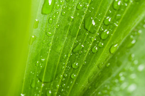 Yeşil bitki yaprağı su damlaları — Stok fotoğraf