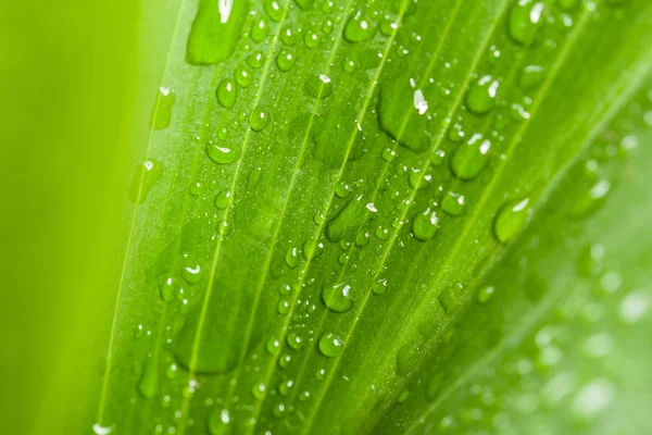 Water drops on green plant leaf — Stock Photo, Image