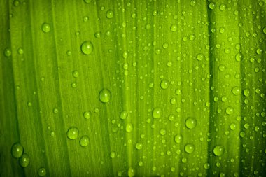 yeşil bitki yaprağı su damlaları 