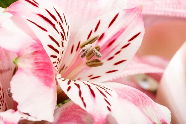 Деталь букета розового цветка лилии на белом — стоковое фото