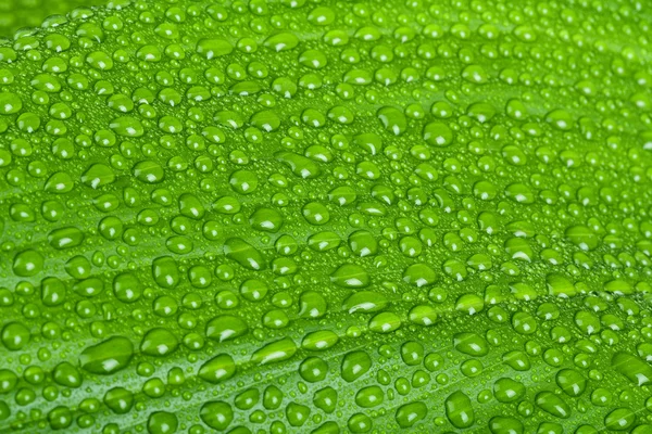 Gotas de agua en hoja de planta verde — Foto de Stock