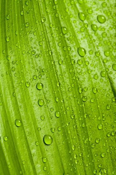 Water drops on green plant leaf — Stock Photo, Image
