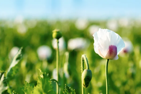 Agriculture poppy field — Stock Photo, Image