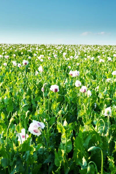 Agriculture poppy field — Stock Photo, Image