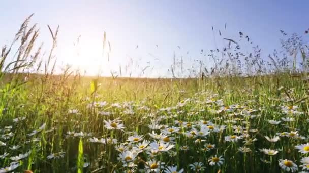százszorszép virág meadow mező kék ég és a naplementét szél ellen
