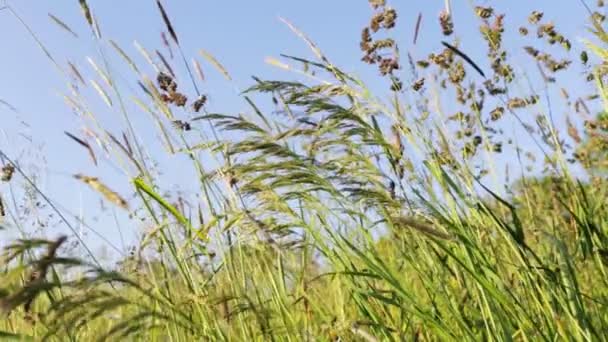 Champ d'herbe avec vent soufflant avec foyer très peu profond 