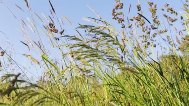 Gebied van gras met waait de wind met zeer ondiepe focus — Stockvideo