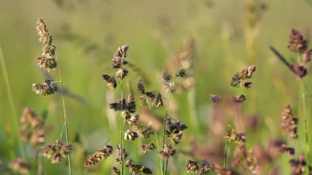 Campo de hierba con viento soplante con enfoque muy superficial — Vídeo de stock