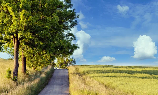 Caminho rural com árvores junto aos prados — Fotografia de Stock