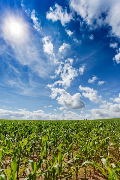 Green field of corn growing up — Stock Photo, Image