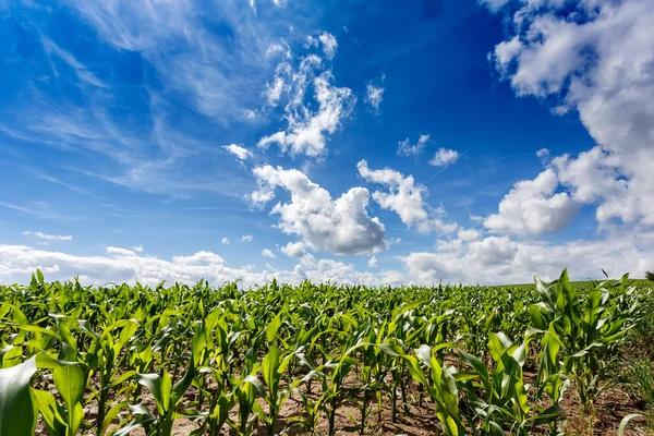 Green field of corn growing up — Stock Photo, Image