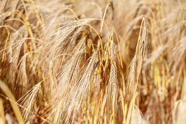 Dettaglio del campo di grano — Foto Stock