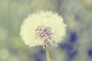 karahindiba renk ile olan yakın çekim