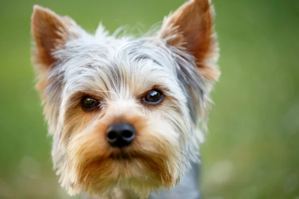 Lindo pequeño yorkshire terrier —  Fotos de Stock