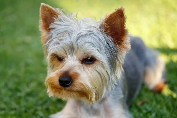 Bonito pequeno yorkshire terrier — Fotografia de Stock