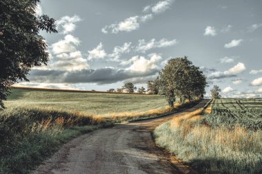 Kırsal kesimde asfalt yol. Temmuz 'da sarı buğday tarlası. Tarım kavramı, dağlık arazi, Vysocina Çek Cumhuriyeti