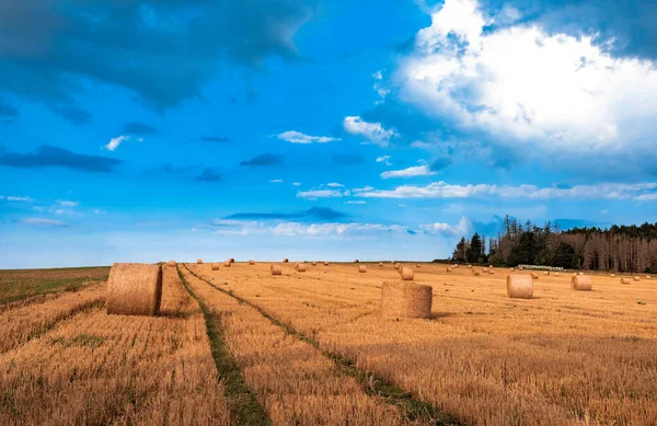 Palha Fardos Empilhados Campo Hora Verão Vysocina República Checa — Fotografia de Stock