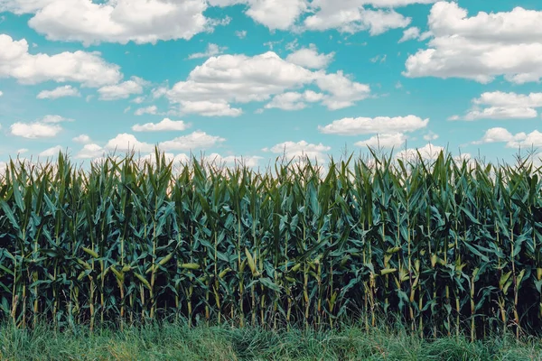 Summer Green Field Corn Growing Blue Sky Sun — Stock Photo, Image