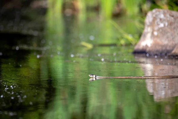Serpiente Hierba Natrix Natrix Nada Agua Con Reflejo Verde Pesca — Foto de Stock