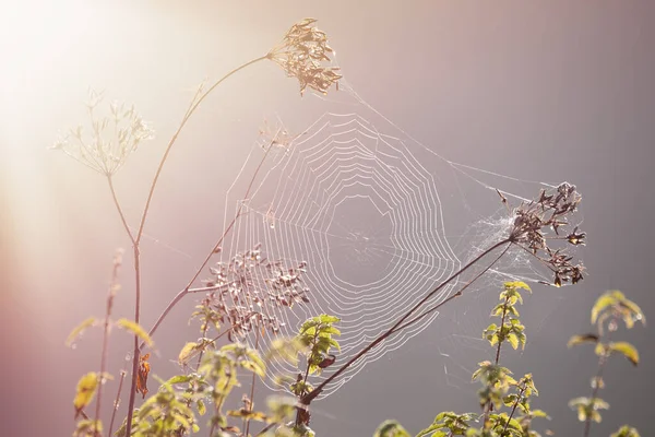 蜘蛛网的特写 阳光下的蜘蛛网 田园风光 黎明时分的雾气 — 图库照片