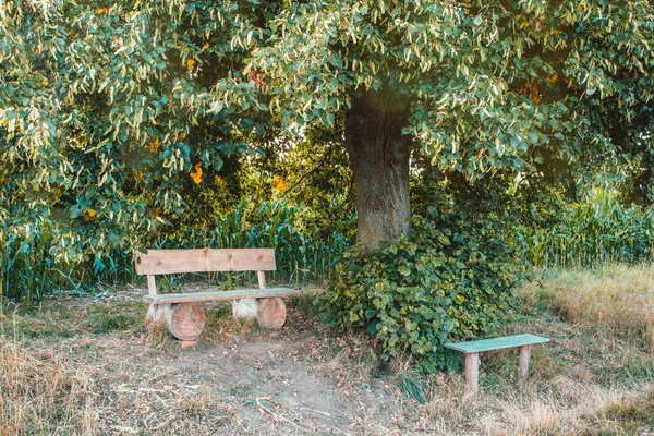 Small Wooden Bench Resting Place Tree Rural Countryside Czech Republic — Stock Photo, Image