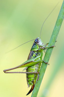 Böcek Roesel 'in çalılık cırcırböceği (Metrioptera roeselii) yeşil çimen yaprağına tünemiştir. Çek Cumhuriyeti, Avrupa yaban hayatı