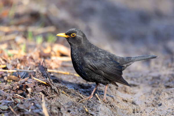 Common europe bird blackbird on ground, Turdus merula, perched on tree. Czech Republic, Europe wildlife