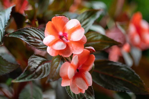 Όμορφη Κόκκινη Νέα Γουινέα Ανυπόμονα Λουλούδια Impatiens Hawkeri Στον Καλοκαιρινό — Φωτογραφία Αρχείου