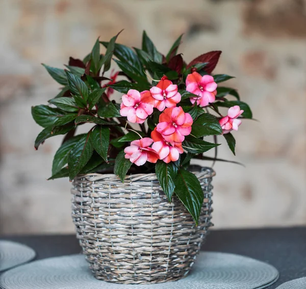 Piękne Różowe Nowa Gwinea Niecierpliwych Kwiatów Niecierpliwych Hawkeri Garnku — Zdjęcie stockowe
