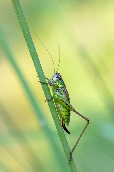 Буш Цвіркун Комахи Роузель Metrioptera Roeselii Сів Листок Зеленої Трави — стокове фото