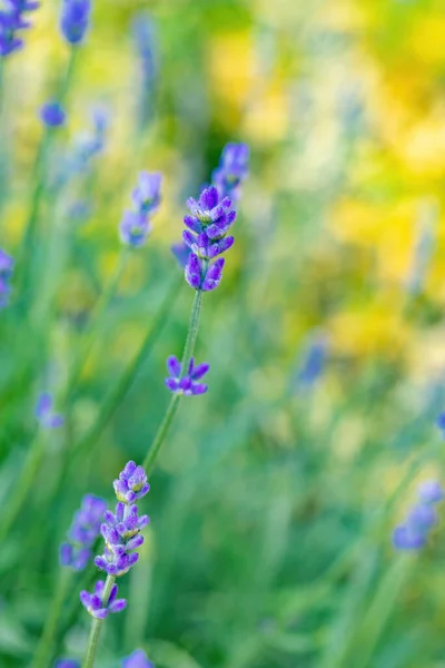 Letnie Kwitnienie Lawendy Ogrodzie Bliska Płytkiej Ostrości Lavandula Angustifolia Aromatyczny — Zdjęcie stockowe