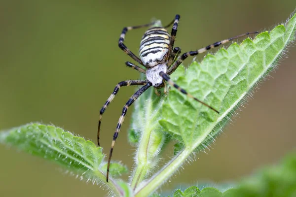 Argiope Bruennichi Darázs Pók Weben Invazív Faj Gömb Web Pók — Stock Fotó