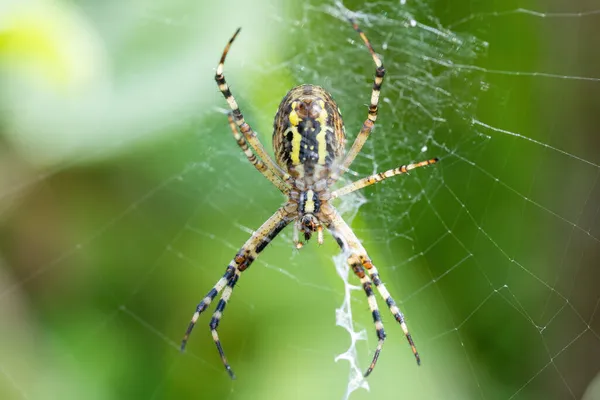 Argiope Bruennichi 거미줄에 침습적으로 기생하는 Orb Web 거미의 공화국의 동물들에 — 스톡 사진