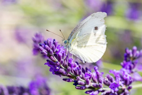 Белая Бабочка Фиолетовой Лаванде Летняя Концепция Чехия Европа Дикая Природа — стоковое фото