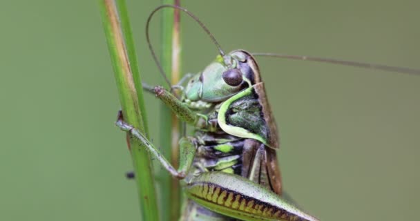 Hmyzí Rothe 's Bush-cvrček na zeleném travním listu — Stock video