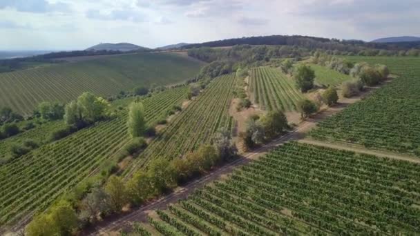 Palava Wijngaarden. Zuid-Moravië Tsjechië — Stockvideo