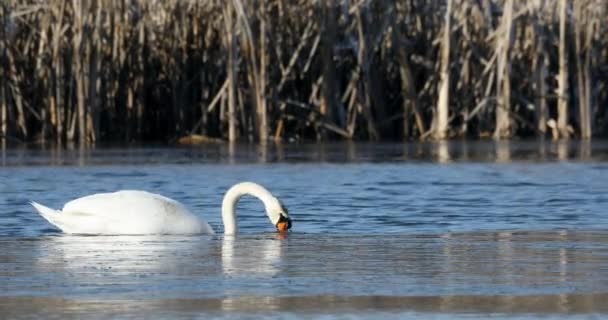 Cisne mudo pájaro salvaje en invierno en estanque — Vídeo de stock