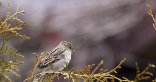 Female of small beautiful bird house sparrow — Stock Video
